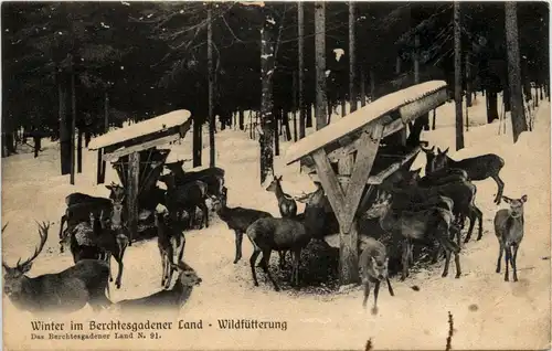 Berchtesgaden - Wildfütterung -252664