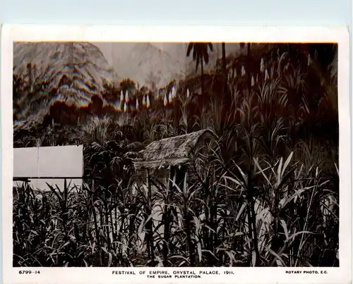 London - Empire Exhibition 1911 - The sugar Plantation -253342