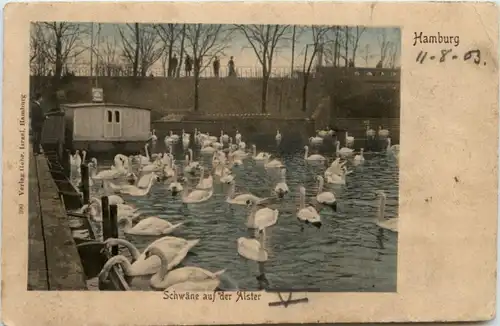 Hamburg - Schwäne auf der Alster -25966