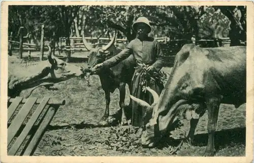 MAdagascar -219136