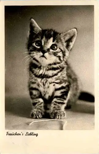 Katze Cat -219564