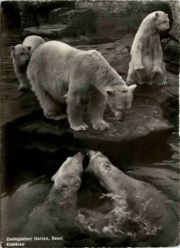 Basel - Zoologischer Garten - Eisbär Polar bear -268768