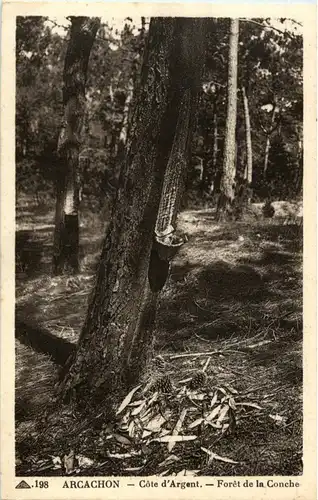 Arcachon - Foret de la Conche -27426