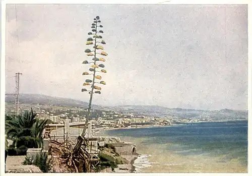 Gold von San Remo -269714