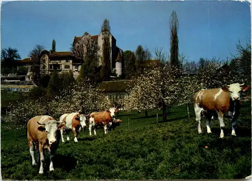 Schloss Wildegg -269224