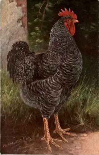 Chicken -271420