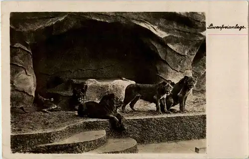 Halle Saale - Zoo - Lion -36862