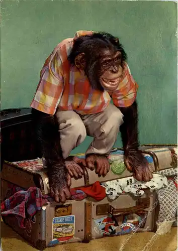 Affe auf Koffer -273838