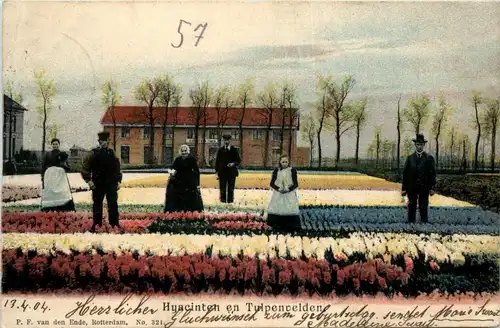 Huacinten en Tulpenvelden -239368