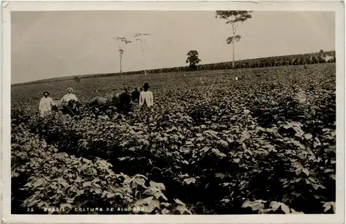 Brasil - Culture de Algo Dao -256798