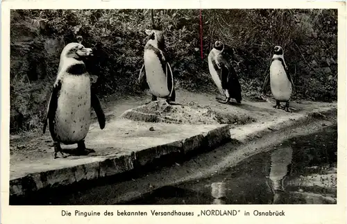 Osnarbrück - Pinguine -239666