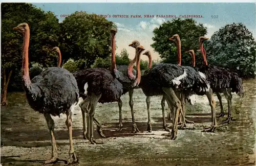 Cawslon Ostrich Farm - Pasadena -278730