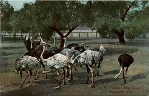 Cawslon Ostrich Farm - Pasadena -278732