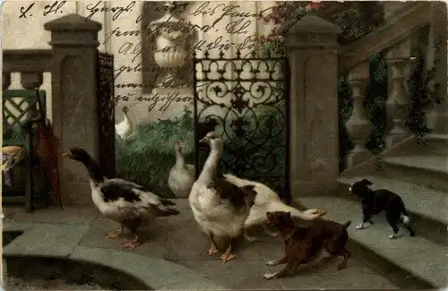 Gänse und Hunde -280014