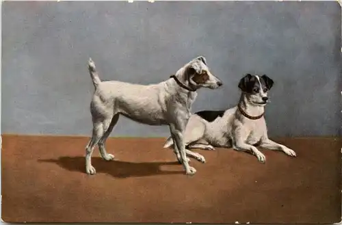 Hunde - Dogs -280696