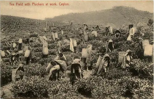 Ceylon - Tea Field with Pluckers at work -279488