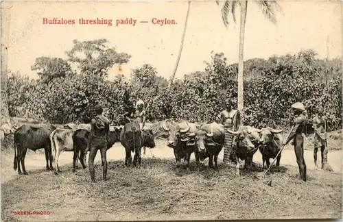 Ceylon - Buffaloes threshing paddy -279530