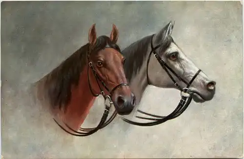 Pferd Horse -281202
