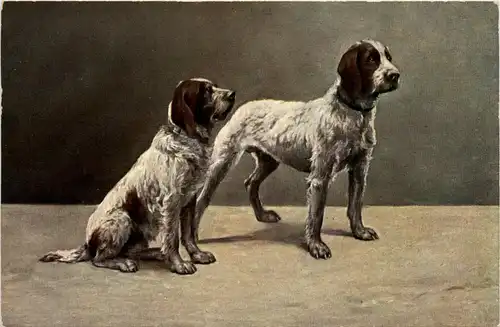 Hunde - Dogs -280730