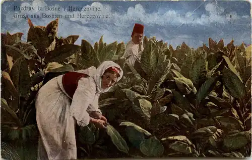 Gruss aus Bosnien und Hercegovina - Tabakernte -280094