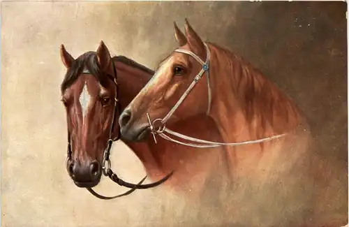 Pferd Horse -281204