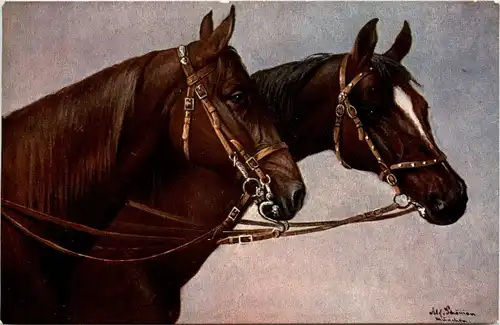 Pferd Horse -281224