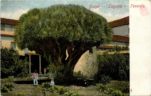 Tenerife Drago Laguna -281032