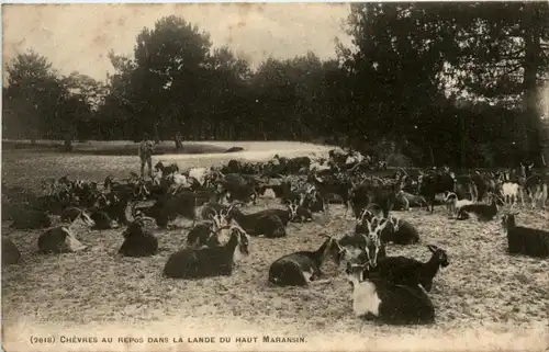 Chevres au Repos dans La Lande - Ziegen - goat -221154