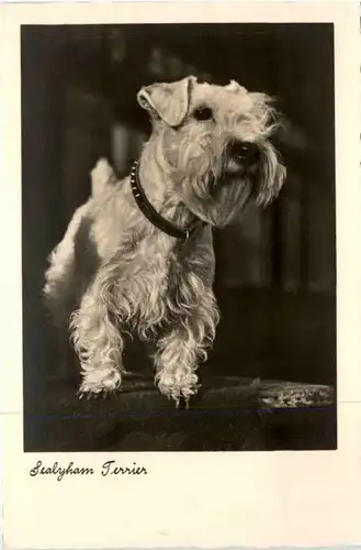 Sealyham Terrier -221406