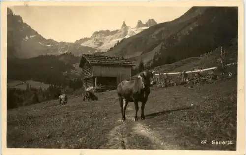 Gauertal mit Kuh -221462