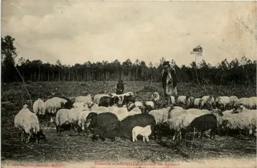 Echassier surveillant l allairement des Agneaux -221112