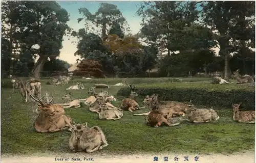 Deer of Nara Park -221778