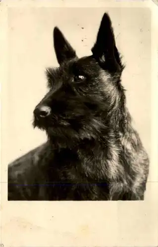 Dog -221410