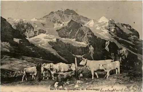 Kleine Scheidegg - Kühe -221456