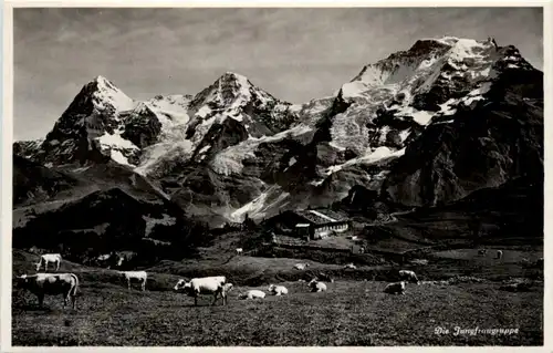 Jungfraugruppe Kühe -221424