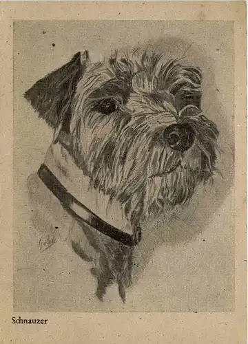 Schnauzer -224322