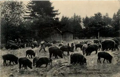 Moritzburg - Fütterung der Wildschweine -226960