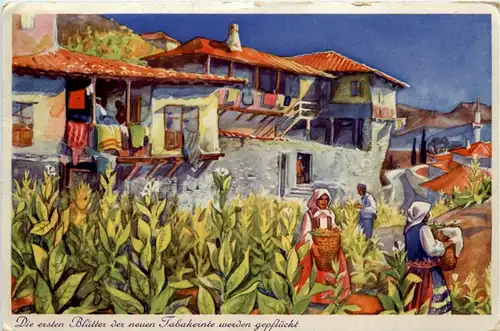 Tabakdorf Meinik -229254