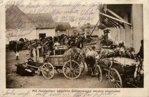 Mit Maiskolben beladene Ochsenwagen - Feldpost -230516