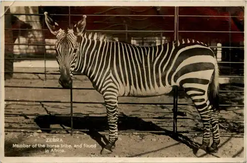 Zebra -231928