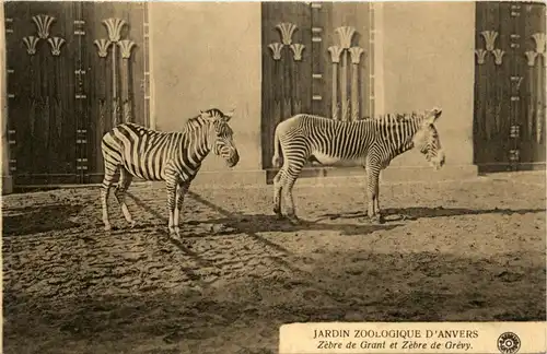 Anvers - Jardin Zoologique - Zebra -231948