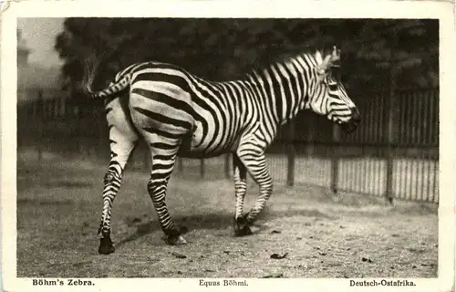 Zebra -231968