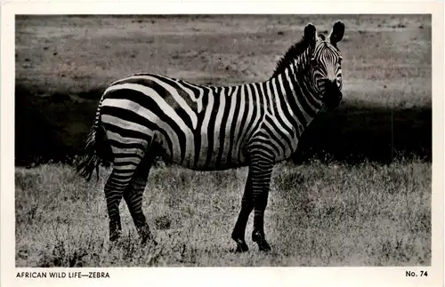 Zebra -231988