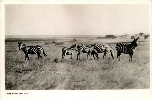 Zebra -231922