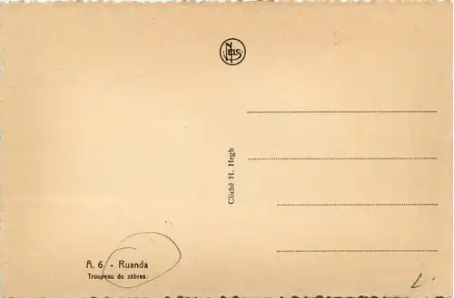 Ruanda Zebra -231938