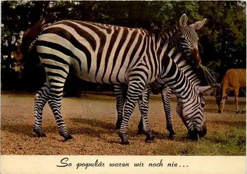 Zebra -231958