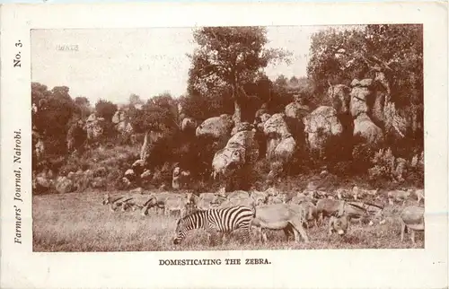 Farmers Journal Nairobi - Zebra -231912