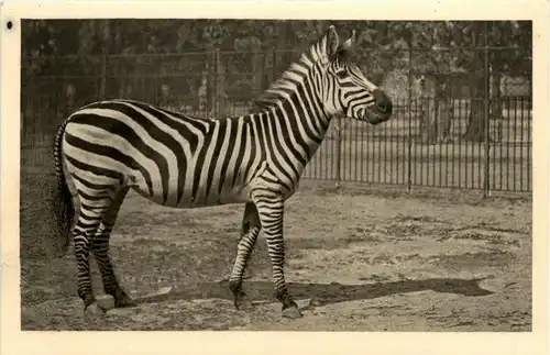 Zebra -231990