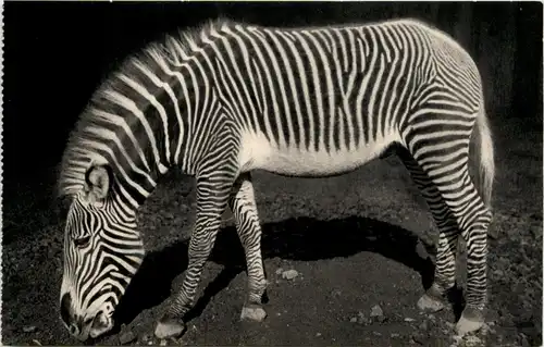 Zebra Paris Jardin Zoologique -231932