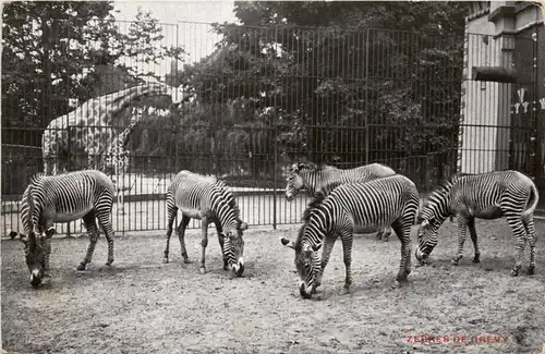 Anvers - Jardin Zoologique - Zebra -231926